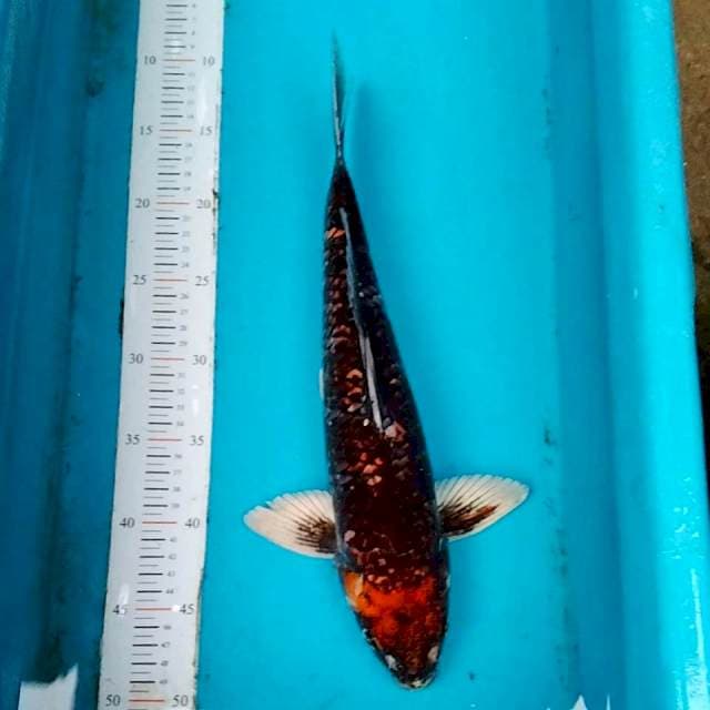 Beni Matsukawabake 38cm