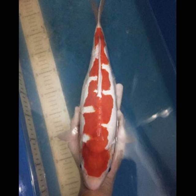 Kohaku 40bu