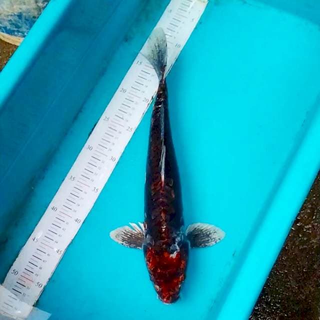 Benikiko Antiq 38cm