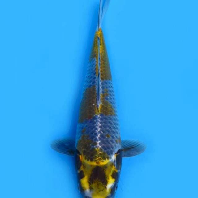 Kogane ochiba 33cm (rare)