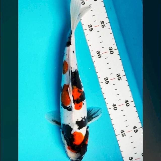 Kindai doit murni 29cm