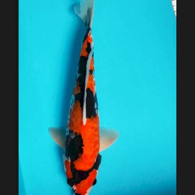 Hi showa doit aragoke 34cm male