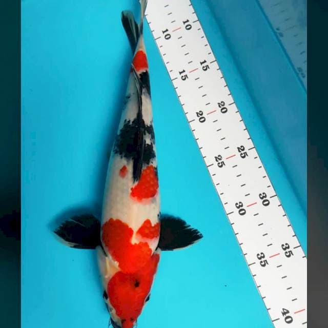 Kindai 33cm male