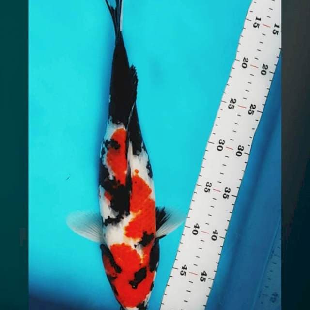 Showa 35cm