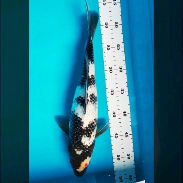 Showa tatte ginrin 36cm