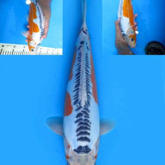 High quality sushui 33cm male
