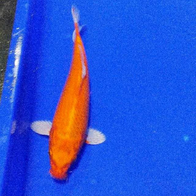Kigoi 29cm female