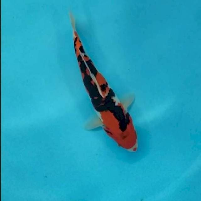 sanke 28 cm