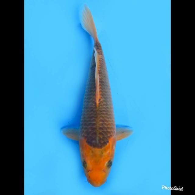 Matsuba , 28cm