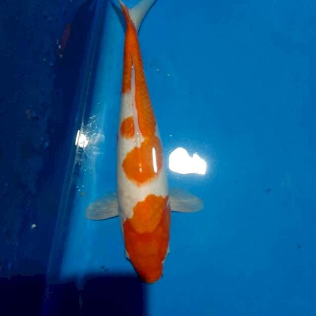 Kohaku female 37cm