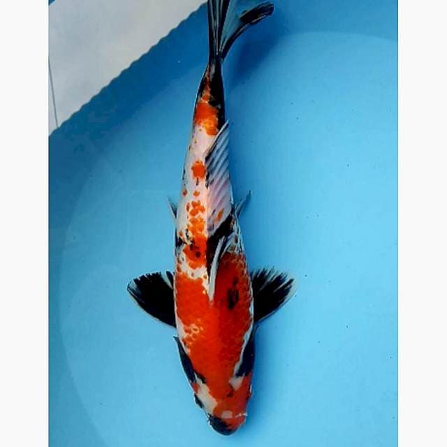 Showa kanoko
