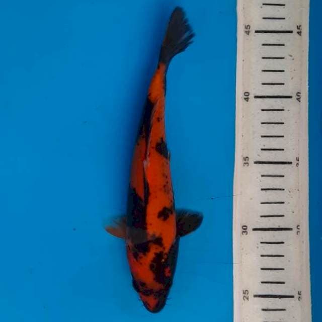 Hi utsuri 21cm