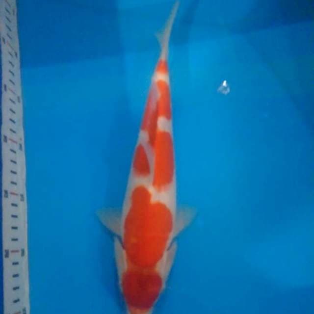 kohaku F1 size 29 cm