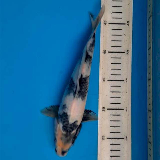 Shiro tategoi 26cm