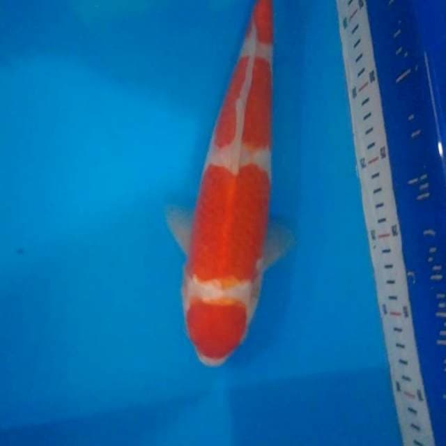 kohaku F1 size 30 cm