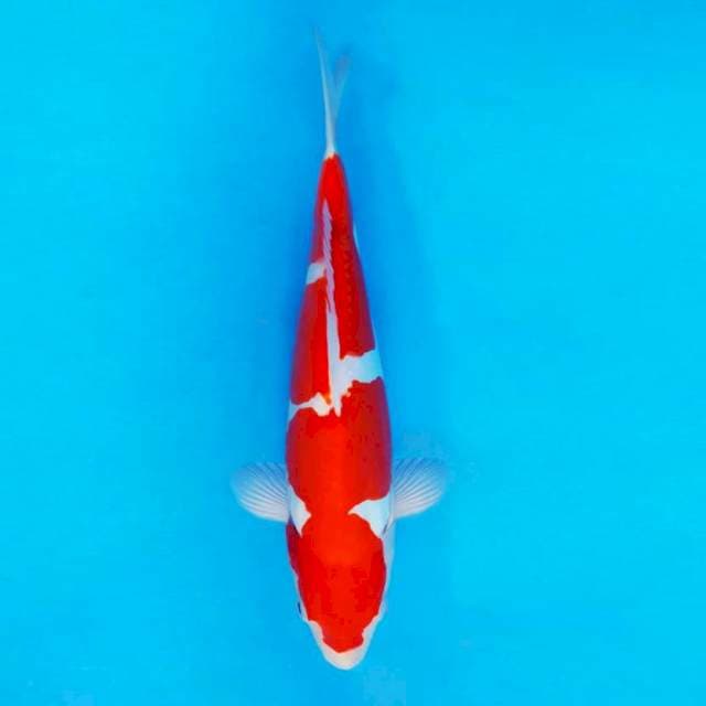 DOJO 3 ~ KOHAKU DOITSU ™