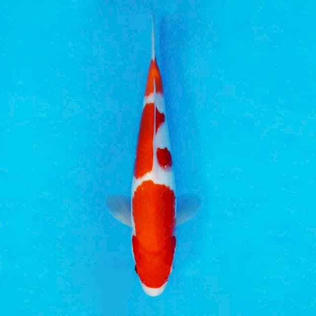 DOJO 12 ~ KOHAKU ™