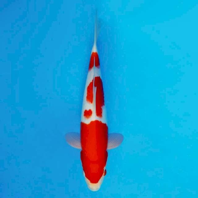 DOJO 14 ~ KOHAKU ™
