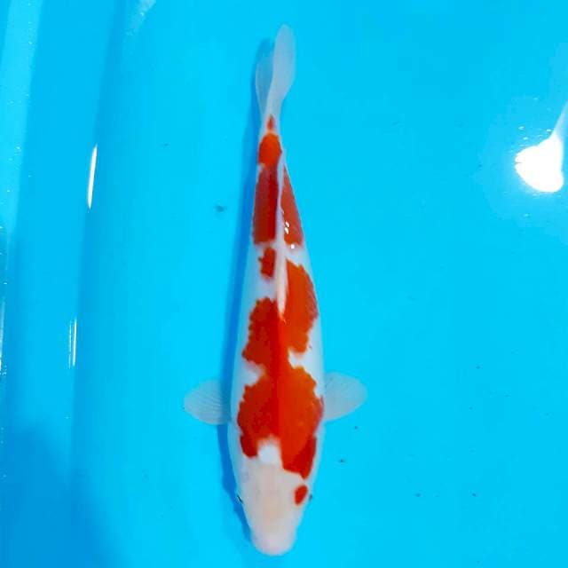 Kohaku 29 cm