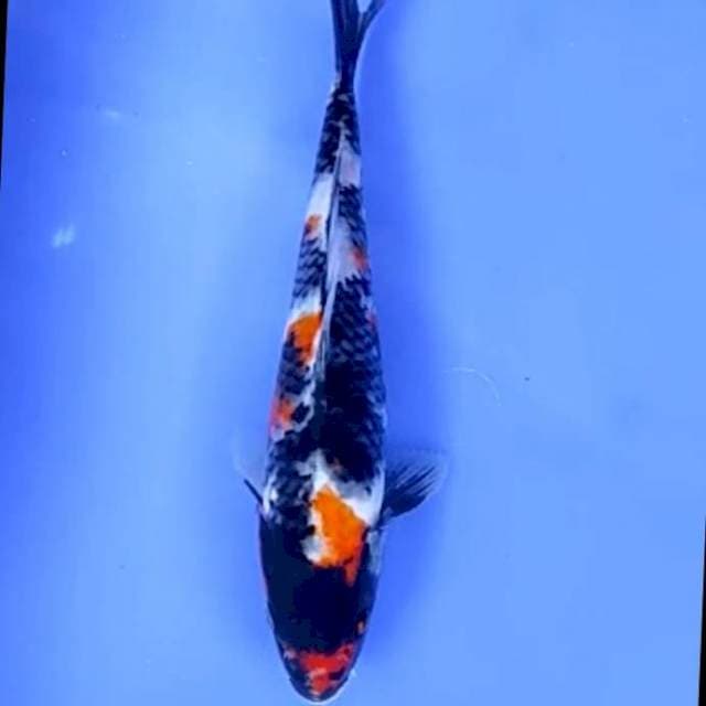 SHOWA MINIMANIS # 23CM