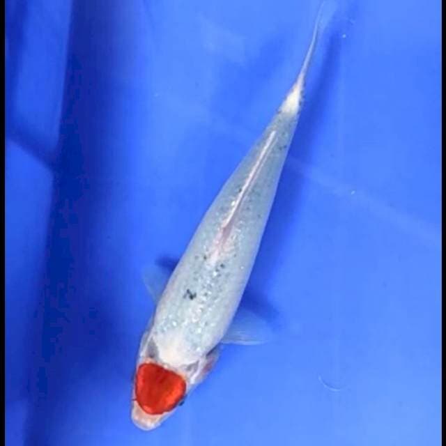 TANCHO GOSHIKI # 26CM