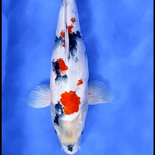 KINDAI SHOWA : 36CM JANTAN