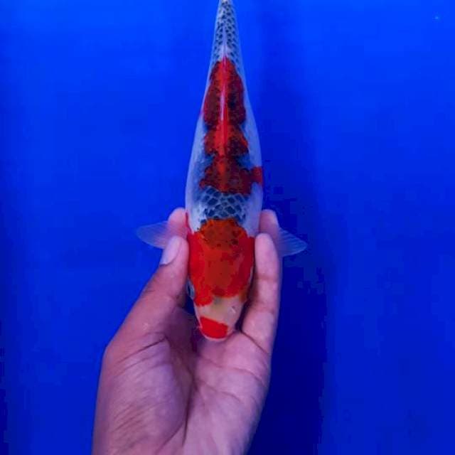 Ghosiki 25cm