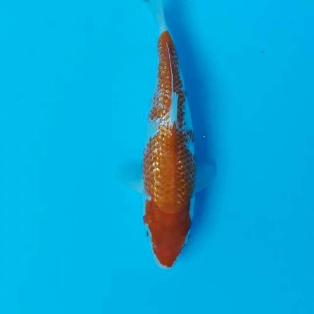 Kohaku ginrin 18