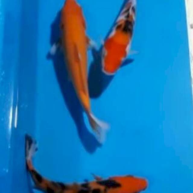 sanke ajabeko kohajiro 19-21cm