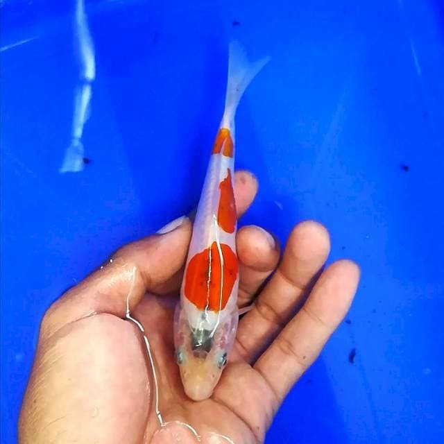 Bozu