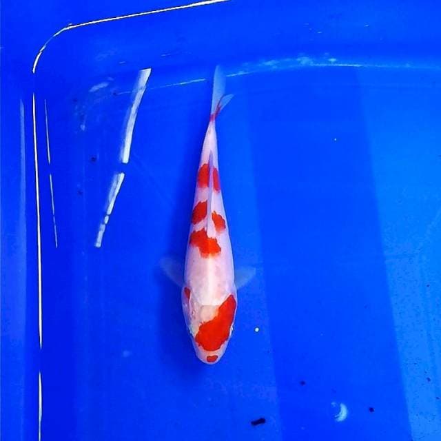 Kohaku