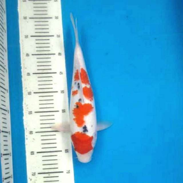 Sakura sanke 37cm body siip