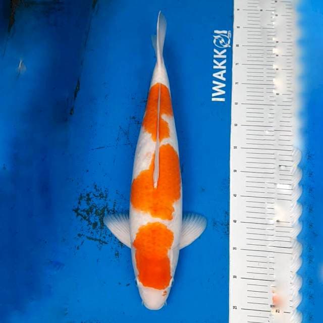 JUMBO Sandan Kohaku F1