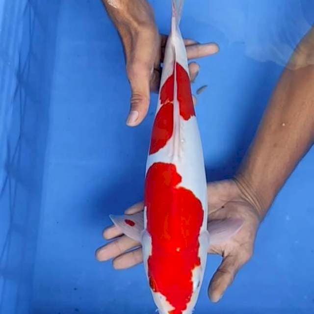 Kohaku doitsu 38cm