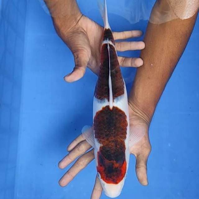 Goromo 35cm