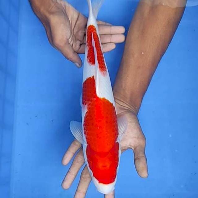 Kohaku 36cm