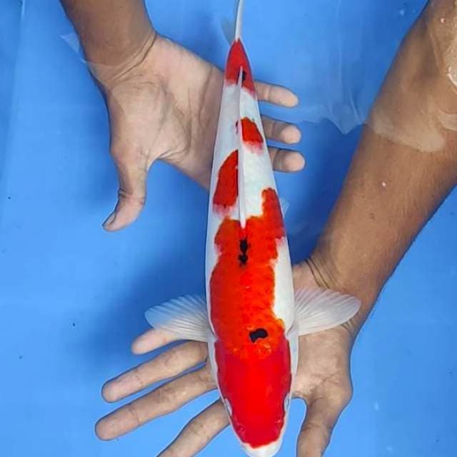 Sanke 35cm