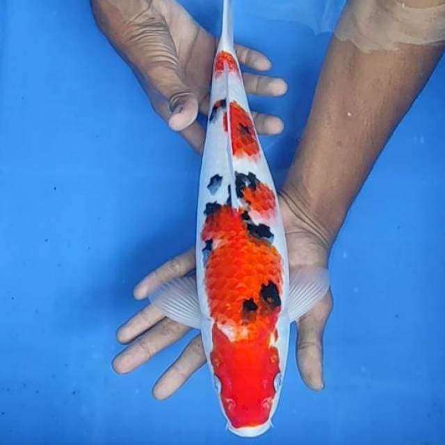 Sanke 36cm