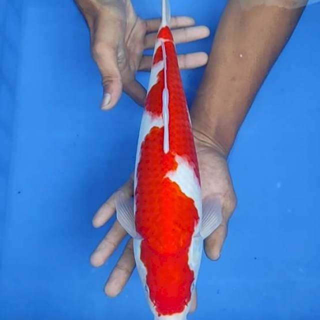 Kohaku 36cm