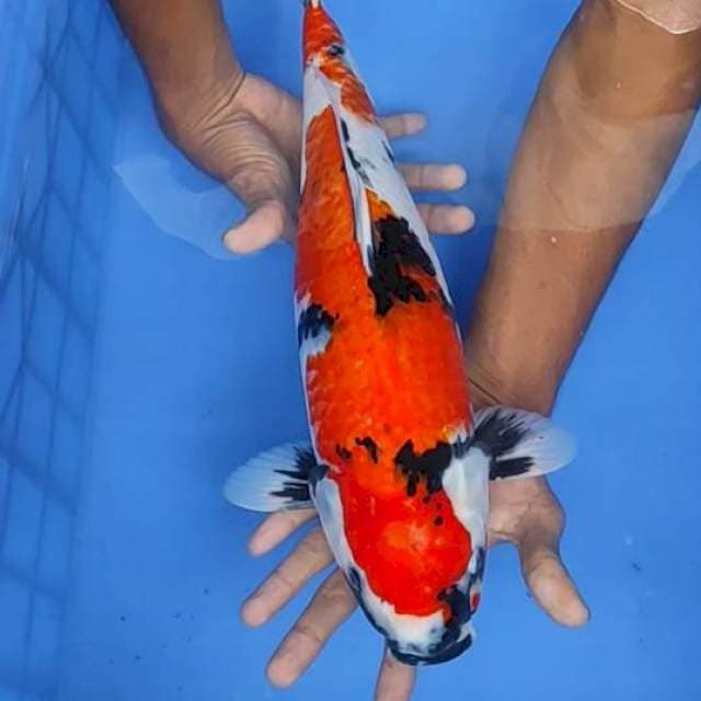Showa 42cm
