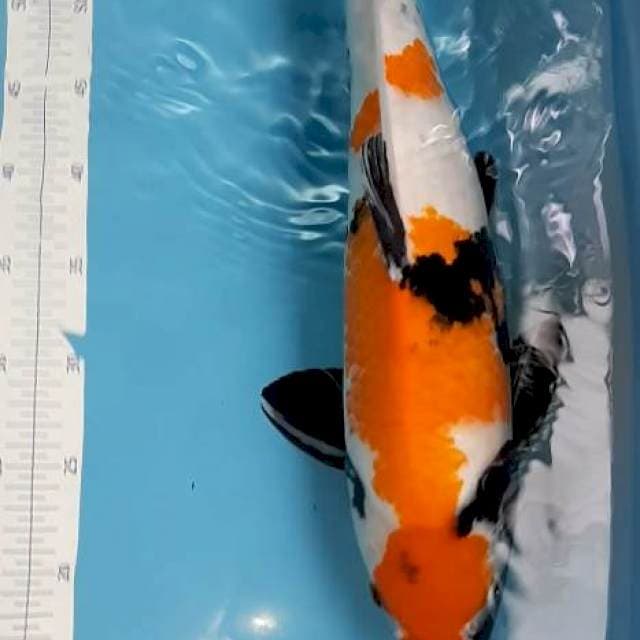 Showa 52 cm
