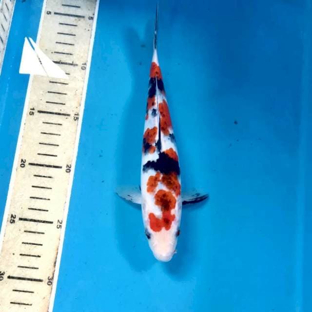 Koromo Sanke, 23 cm