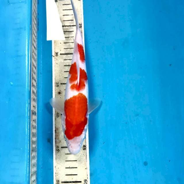 Kohaku, 25 cm