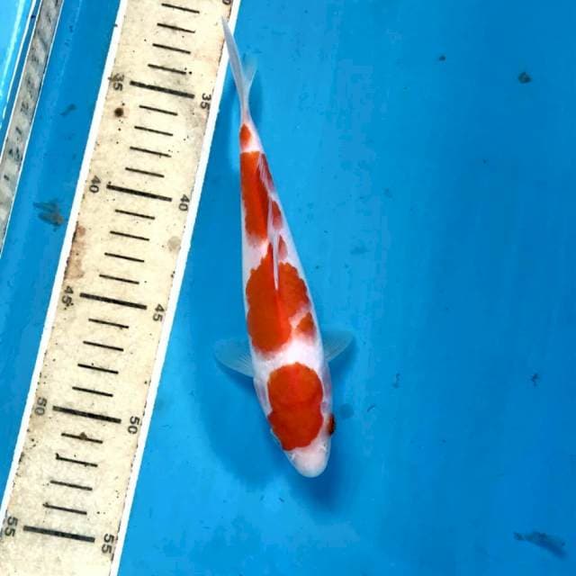 Kohaku, 19 cm