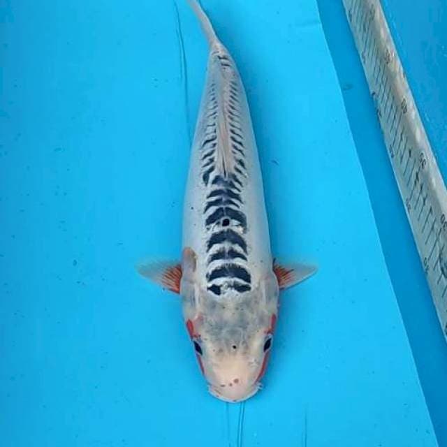 Shusui 37cm jantan