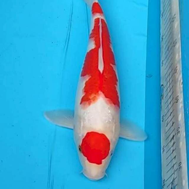 Maruten Kohaku Original Betina 36 cm
