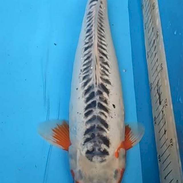 Shusui 43cm Betina