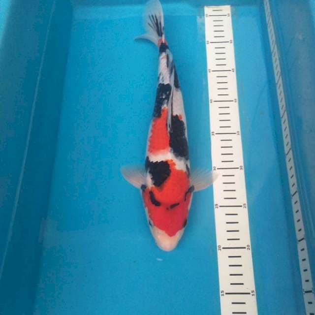 Showa 35 cm ๐๐ป