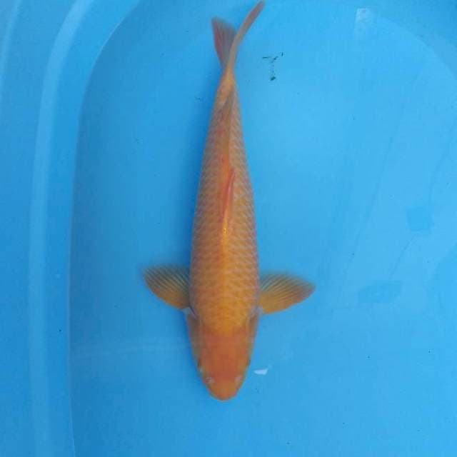 Karashi 41 cm ๐๐ป