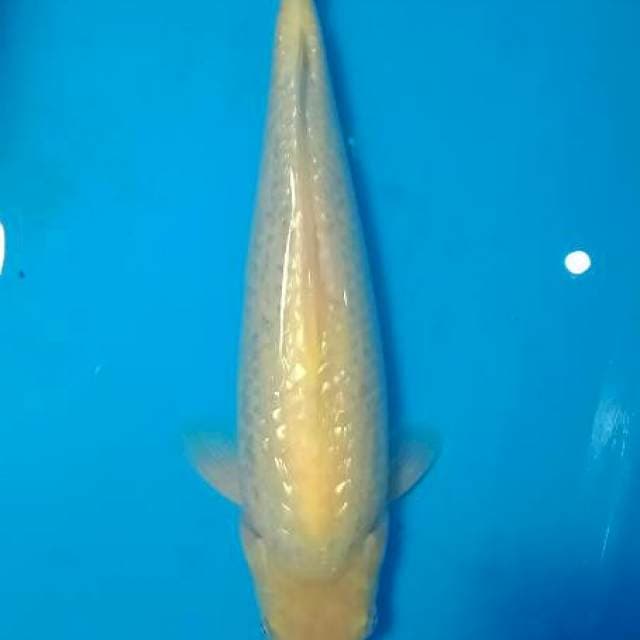 Karasi Ginrin 35cm